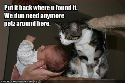 funny-pictures-cat-does-not-approve-of-baby