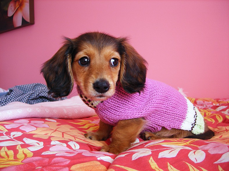 Wiener_in_a_Sweater_by_dammitxsara
