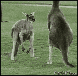 image: kangoroo-balls