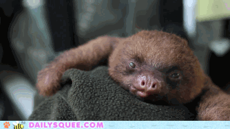 cute-animals-yaaaaaawn1