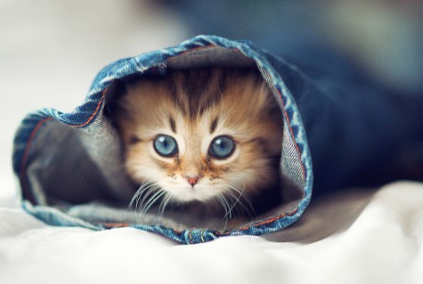 tumblr_m60j5v8ON81r2vlijo1_500