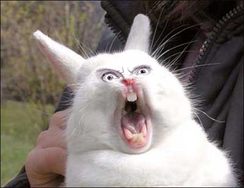 [Image: rabbit-rage.jpg]