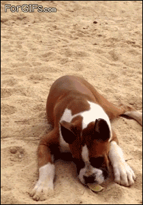 [Image: 13703372875.gif]