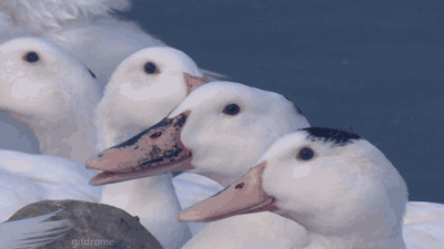 74327-late-laughing-goose-gif-imgur-go4w.gif