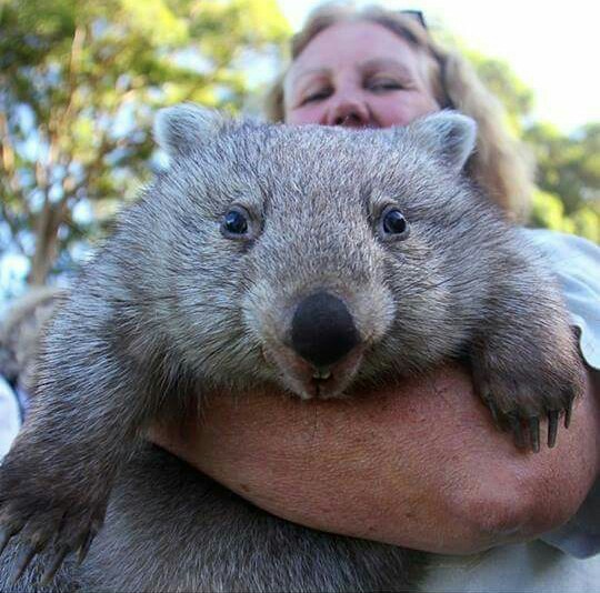 wombat