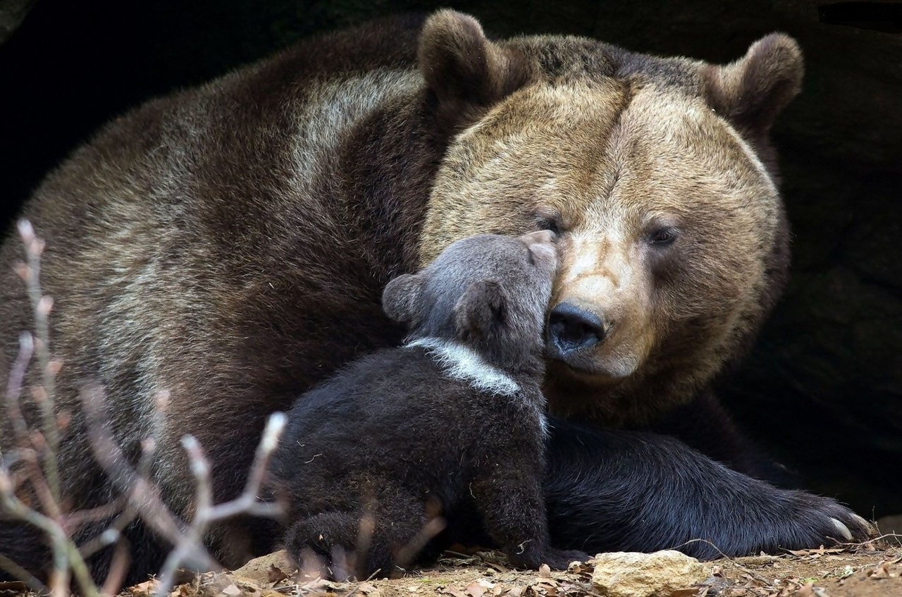 Белка и медведь фото