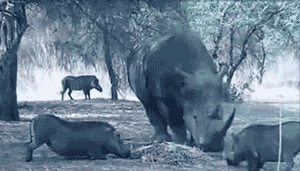 nosorožec