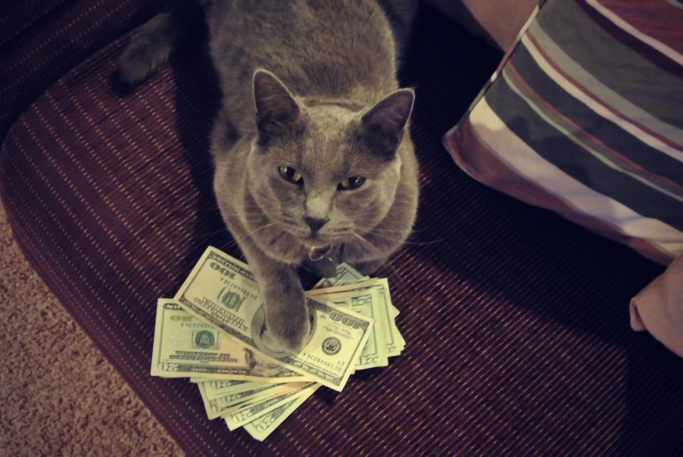 Casino cat official money cat fun