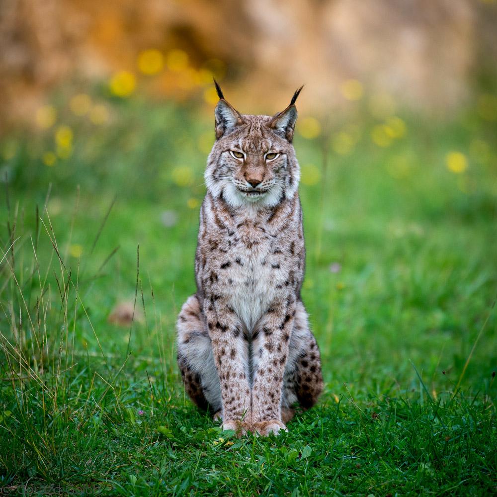 Полная рысь. Канадская Рысь Бобкэт. Рысь - Lynx Lynx (Linnaeus, 1758). Беловежская пуща Рысь. Обыкновенная Сибирская Рысь.