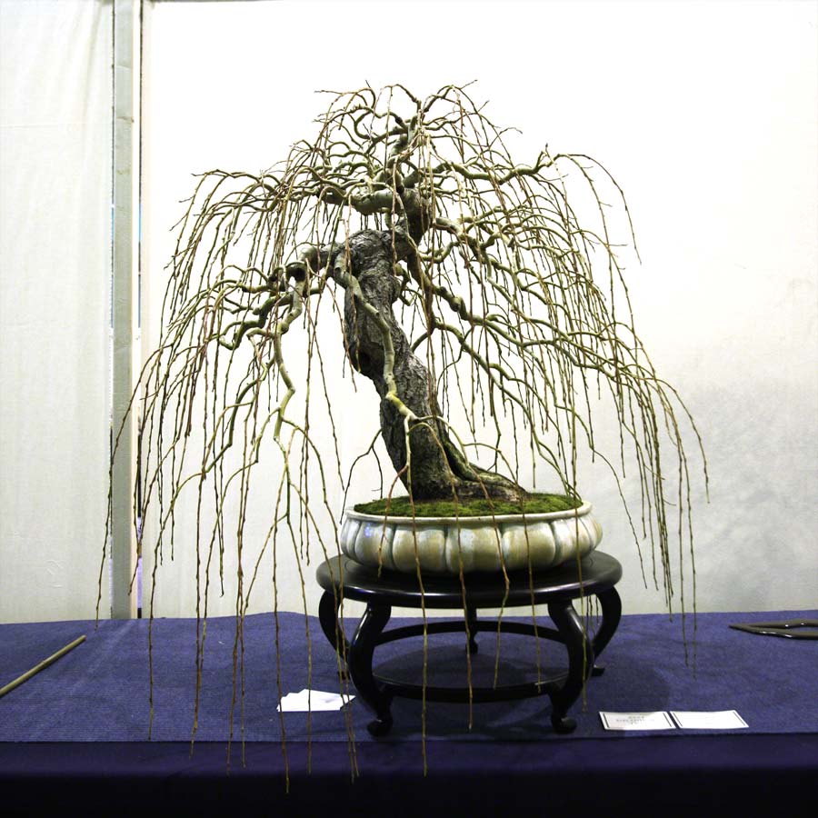 Một cây Liễu theo phong cách Trung Châu