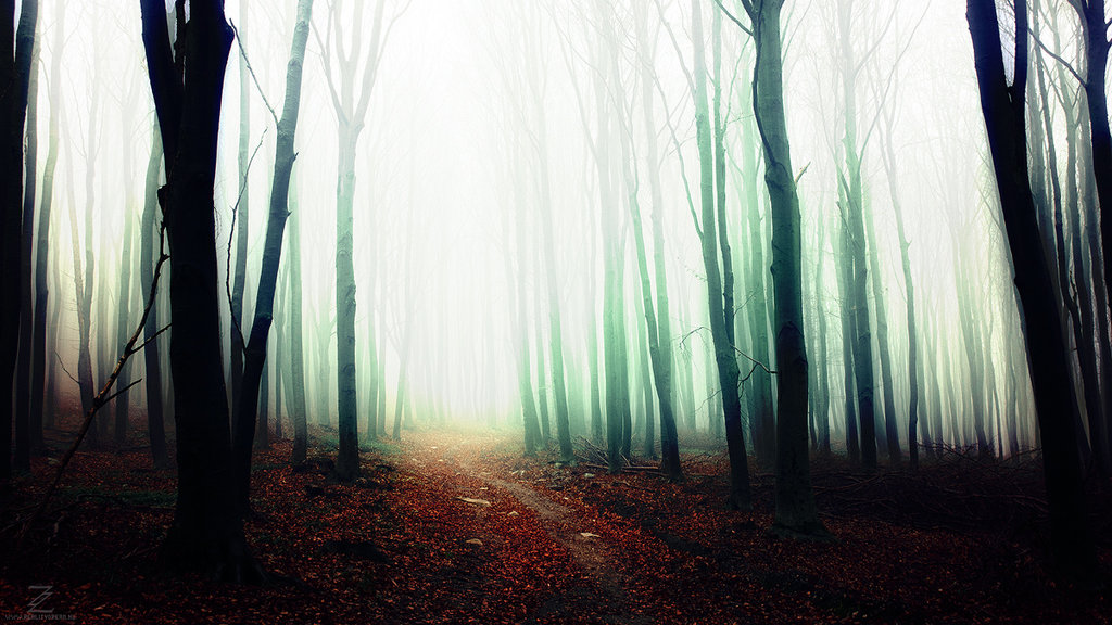 These trees. If these Trees could talk. If these Trees could talk above the Earth, below the Sky.