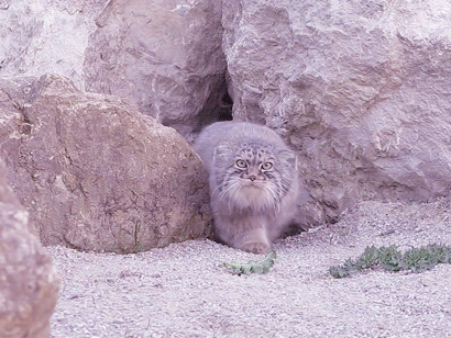 b0cf13a8fa96d864.gif