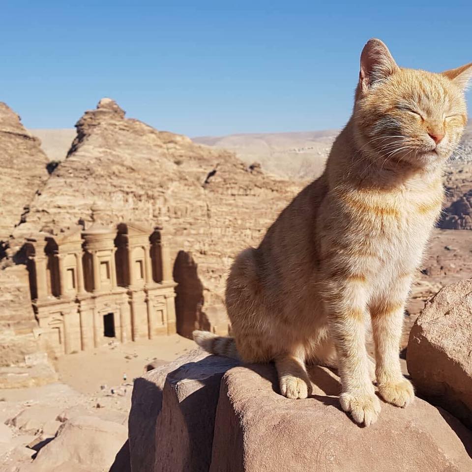 Фото египетских картин в виде кошек