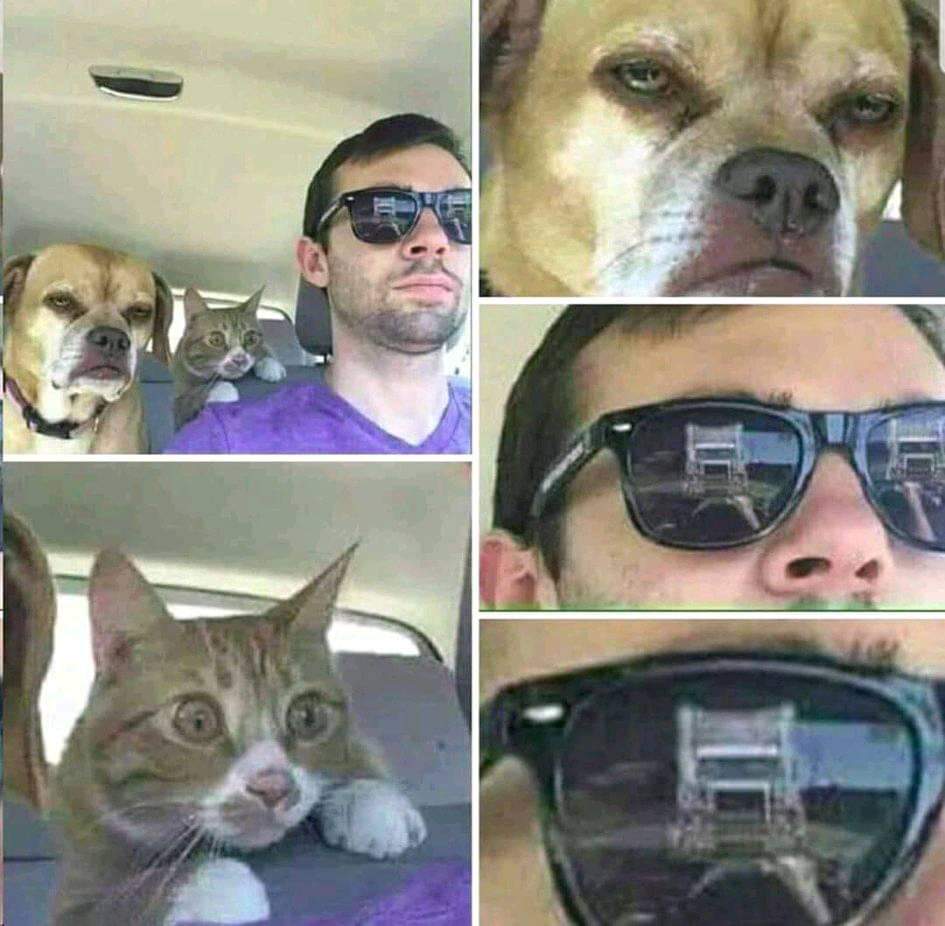 Кот в очках в машине