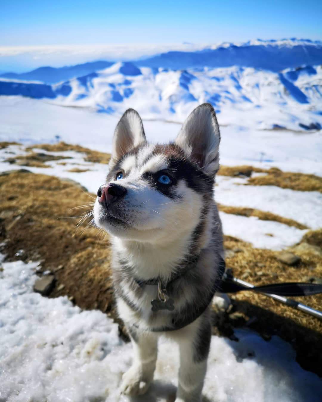 Husky's. Хаски Лэнд. Байкальские хаски порода. Хаски Лэнд летом. Хаски зимой.