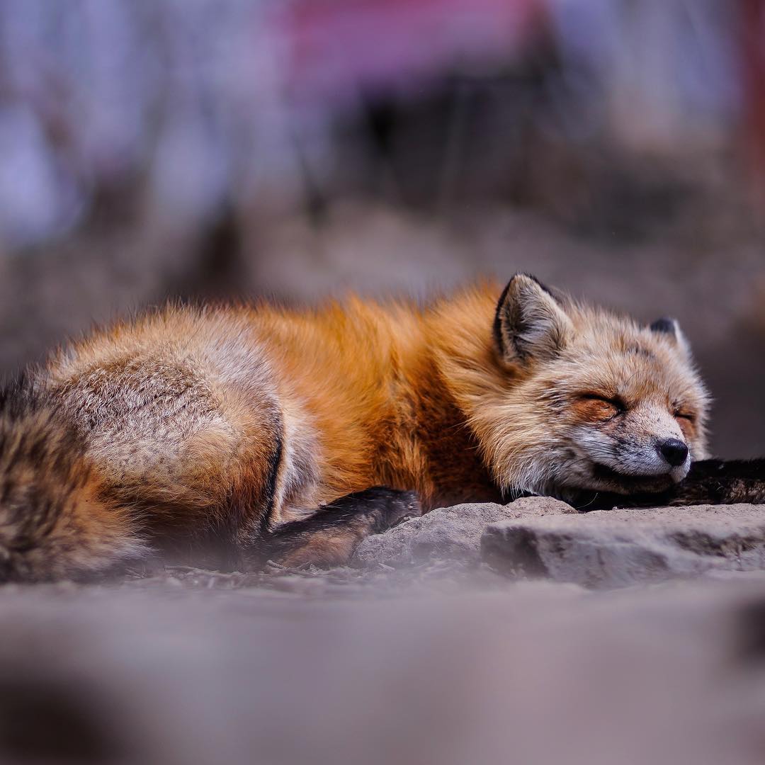 Рыжая лиса во сне. Сон лисы. Сонная лиса баннер.