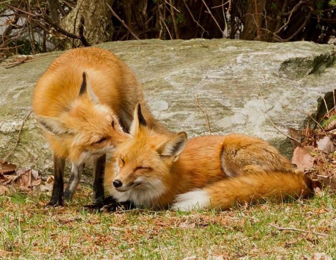 Those are foxes. Лиса с лисятами. Пара лисиц. Спаривание Лис. Лисы спариваются.
