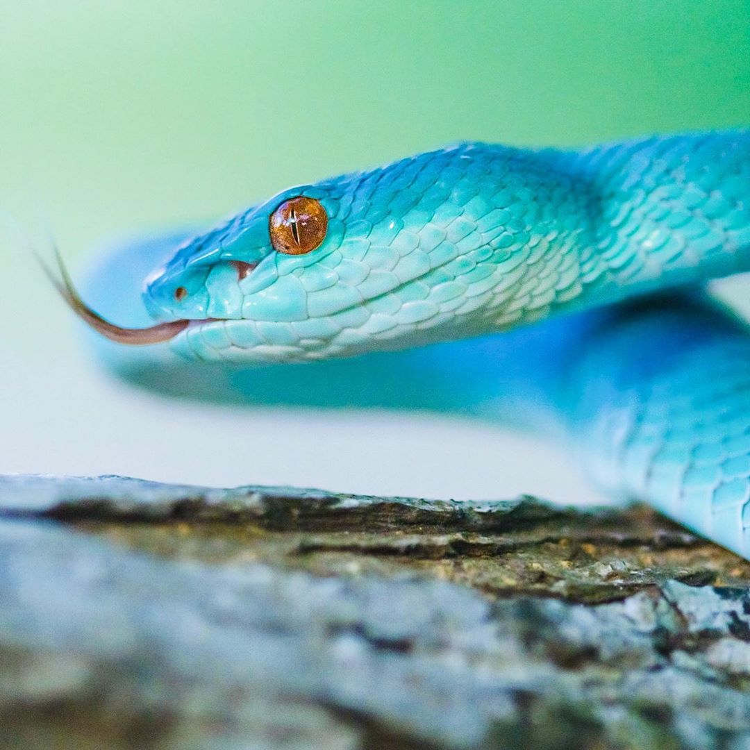 Синяя змейка. Куфия змея Белогубая. Голубая куфия змея. Островная куфия голубая. Комодская древесная гадюка голубая.