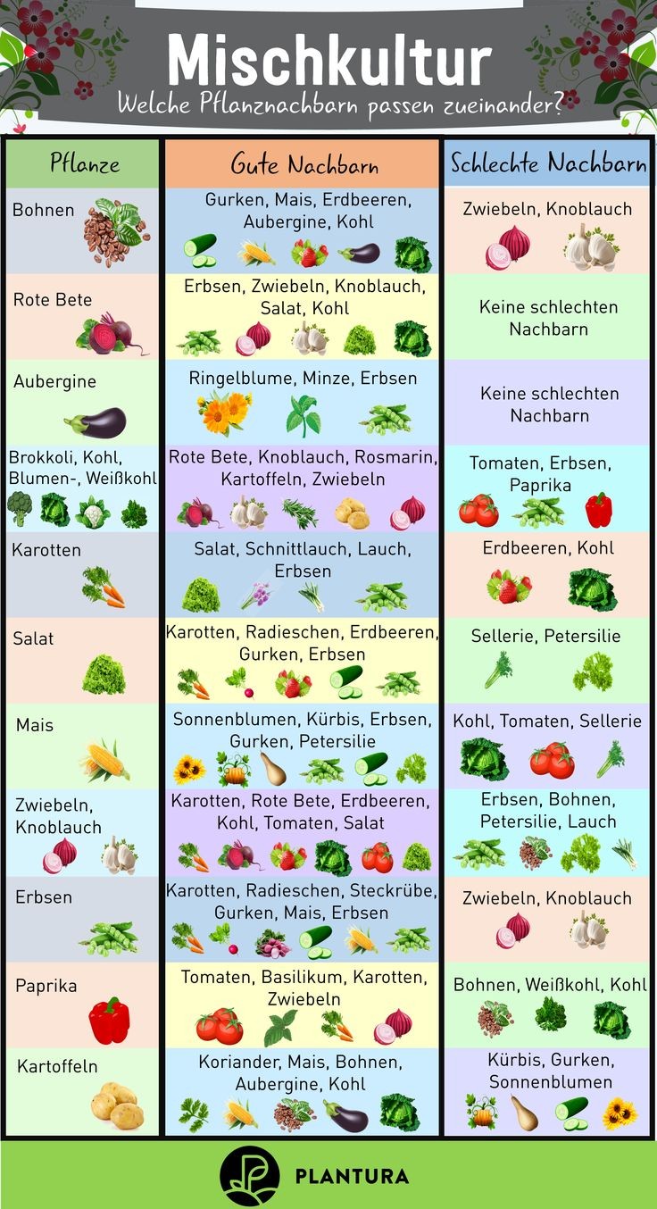 List of companion plants E2b0bff156b53924