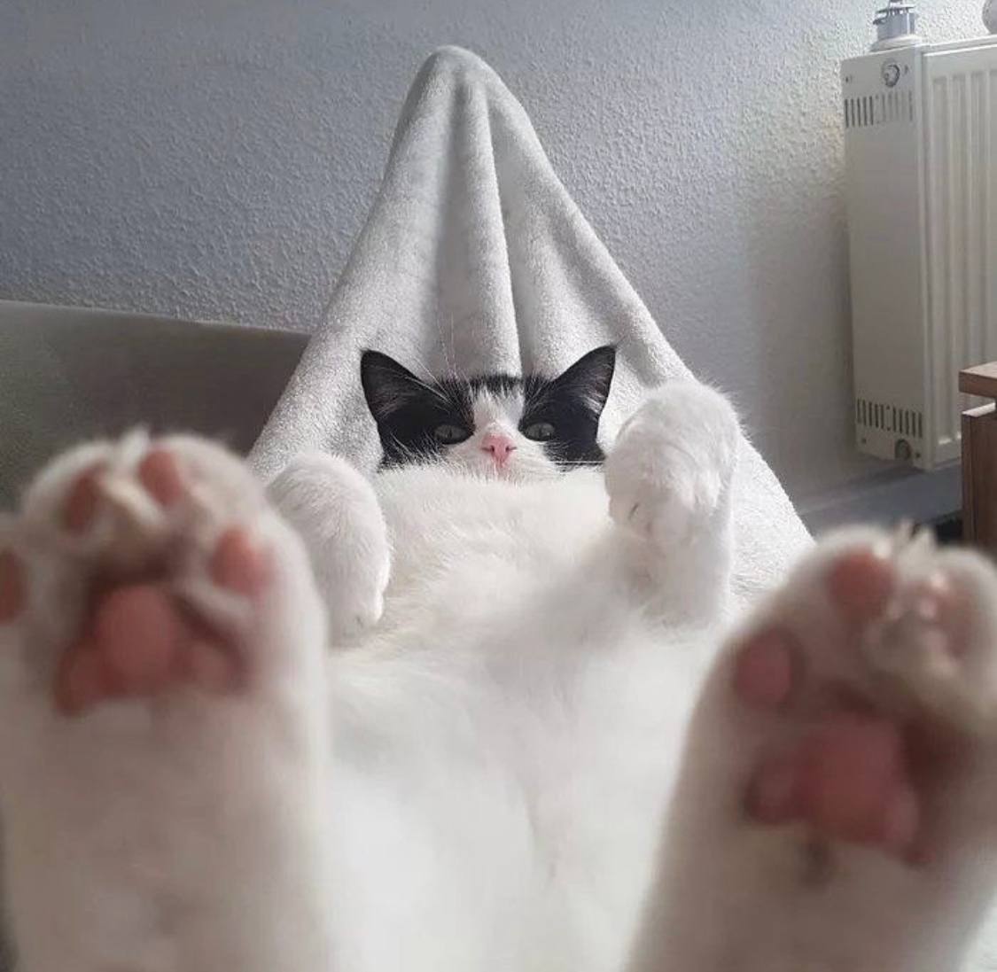 Ножки котика