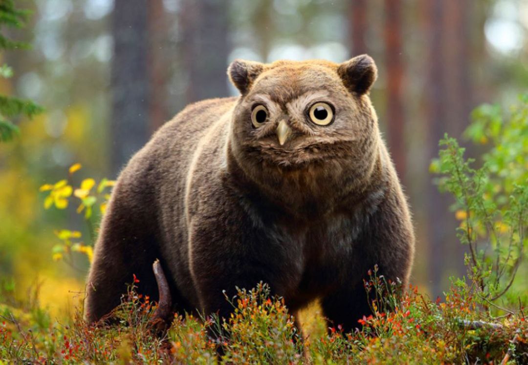 В австралии живут медведи. Хайбрид Энималс. Медведь. Бурый медведь в лесу. Медведь в природе.